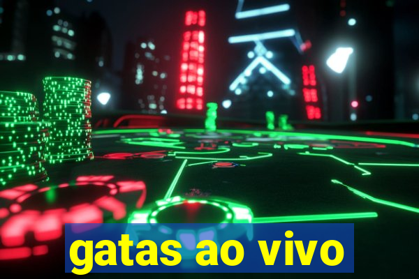 gatas ao vivo